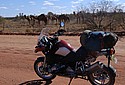 BMW-R1200GS-2007-with-camels.jpg
